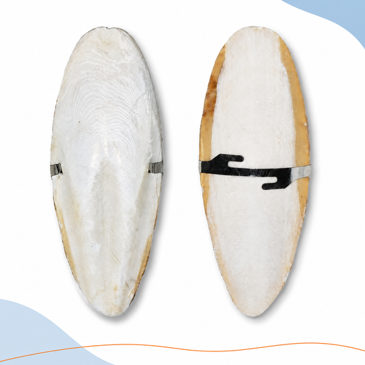Cuttlebone calcium source for pet birds